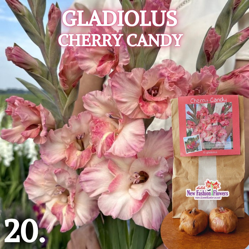 แกลดิโอลัส / Gladiolus สายพันธุ์ใหม่สีทัชใจสุดๆครับ ที่เดียวในไทย ปลูกง่ายออกดอกง่ายเป็นดอกไม้น่าร้อนโดยแท้เลยครับ ราคา ถูกที่สุด ดีลบีเคเค แกลเลอรีภาพที่ 4