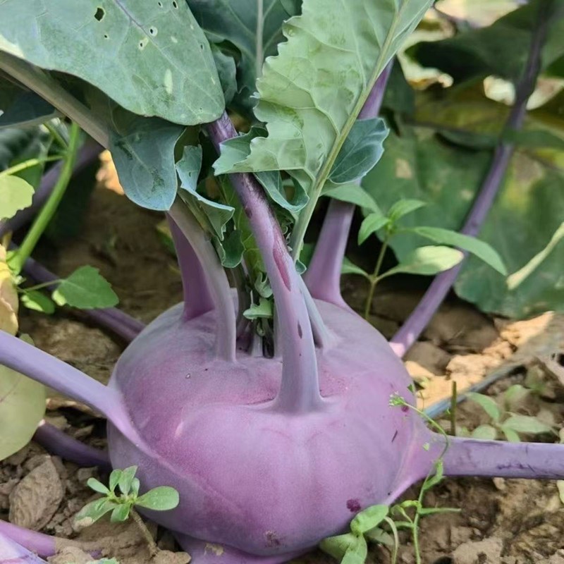 600 เมล็ด เมล็ดพันธุ์กะหล่ำปมม่วง เมล็ดกะหล่ำปมม่วง กะหล่ำปมม่วง โคราบี้สีม่วง เปลูกง่าย - รูปที่ 4