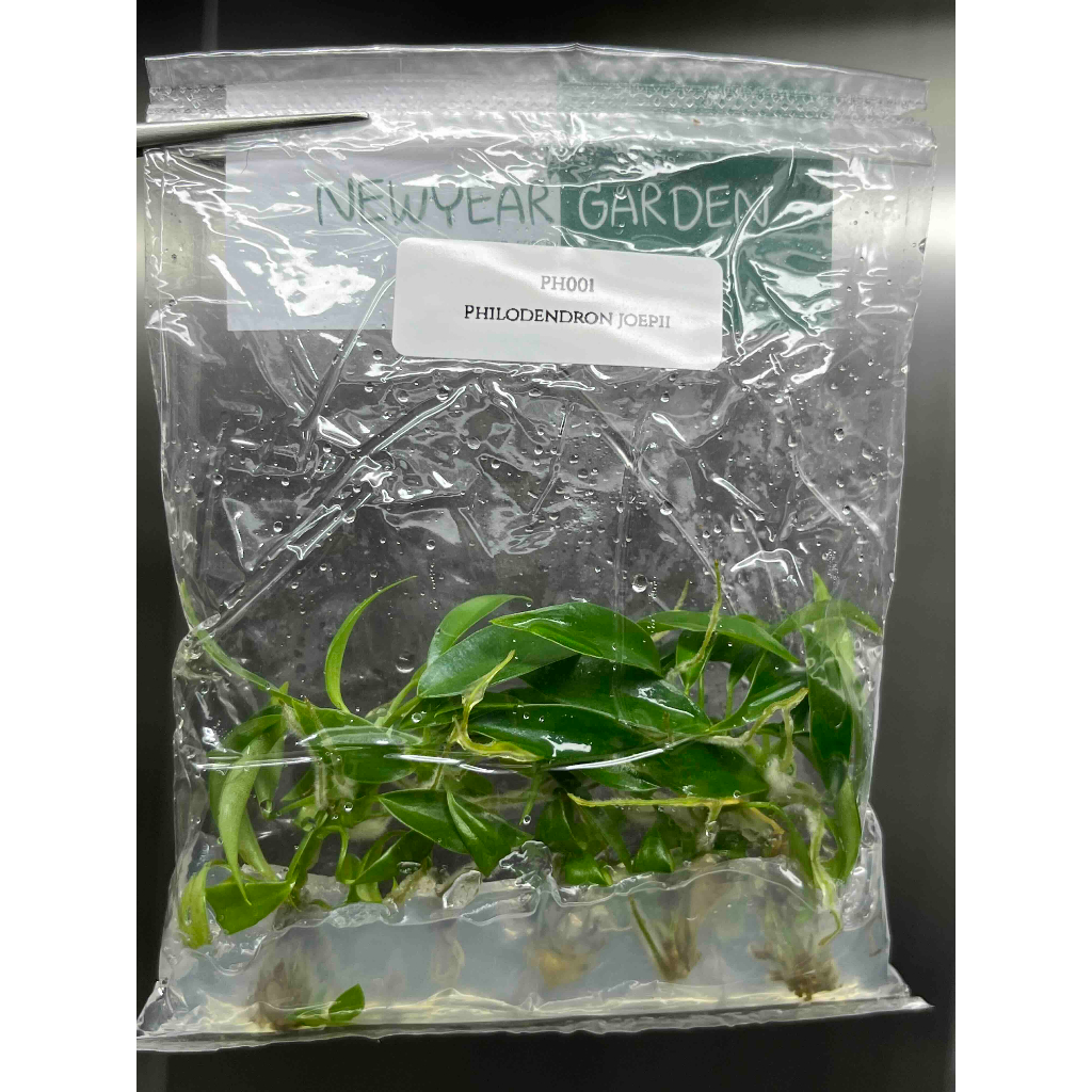 ไม้เนื้อเยื่อ: ฟิโลเดนดรอนโจปิอาย: (PH001) Philodendron Joepii Tissue Culture (5 plants/bag)