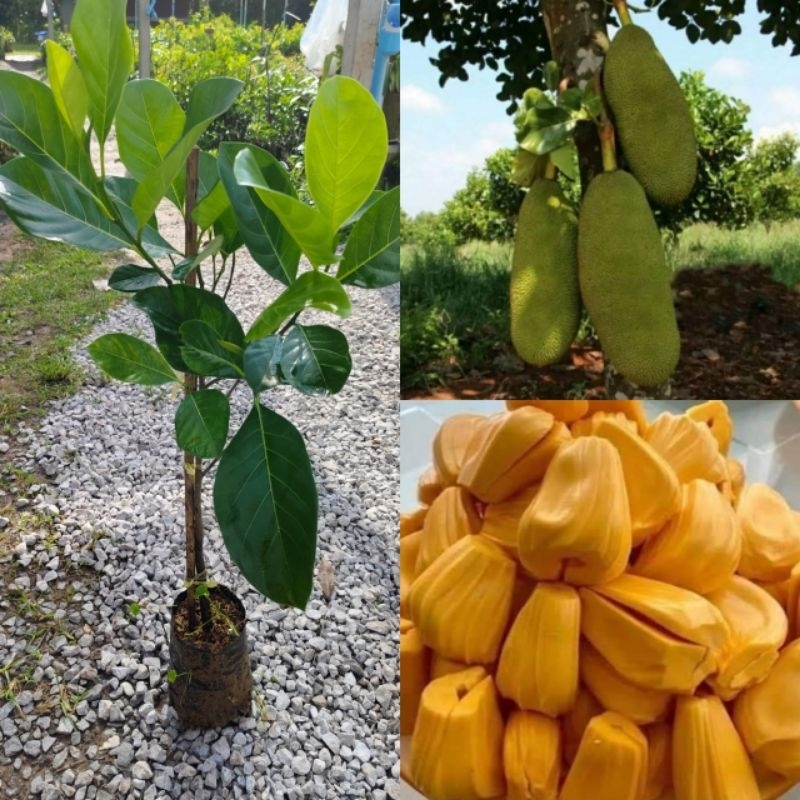 ต้นขนุนทองส้ม ทาบกิ่ง เป็นขนุนอีก1สายพันธุ์ ที่อยากแนะนำให้ปลูก  ออกลูกทวายทั้งปี ออกปีละ2ครั้ง