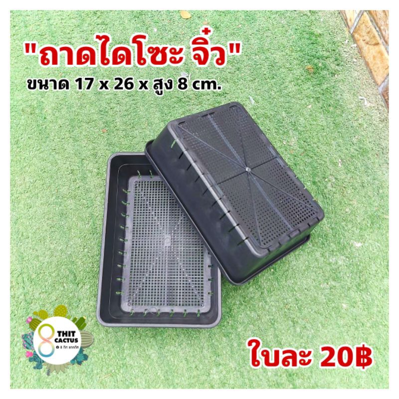 // ถาดไดโซะ จิ๋ว // 17x26Xสูง8 cm // เพาะเมล็ด เพาะต้นอ่อน กระถางพลาสติก