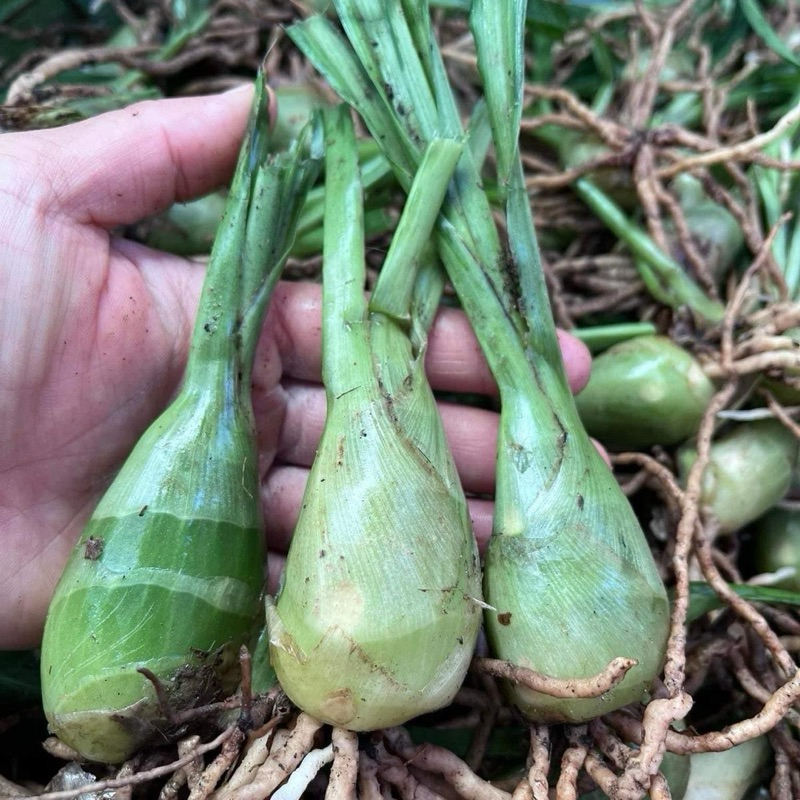 ที่สุดแห่งว่านสายมู ว่านพญาเทครัว 3 หัว 30 บาท มีความเชื่อและศรัทธาหรือปลูกไว้หรืออาจจะพกหัวว่านติดตัวช่วยเสริมเมตตา