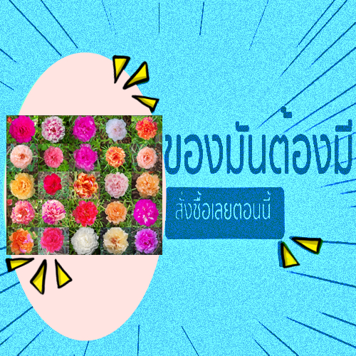 🎉เลือกสีได้ 🎀แพรเซี่ยงไฮ้ แหวนเพชร🍀ขั้นต่ำ20กิ่ง🌱กิ่งพร้อมปลูก ขออนุญาตแยกสีให้ตั้งแต่5กิ่งขึ้นไปค่ะ
