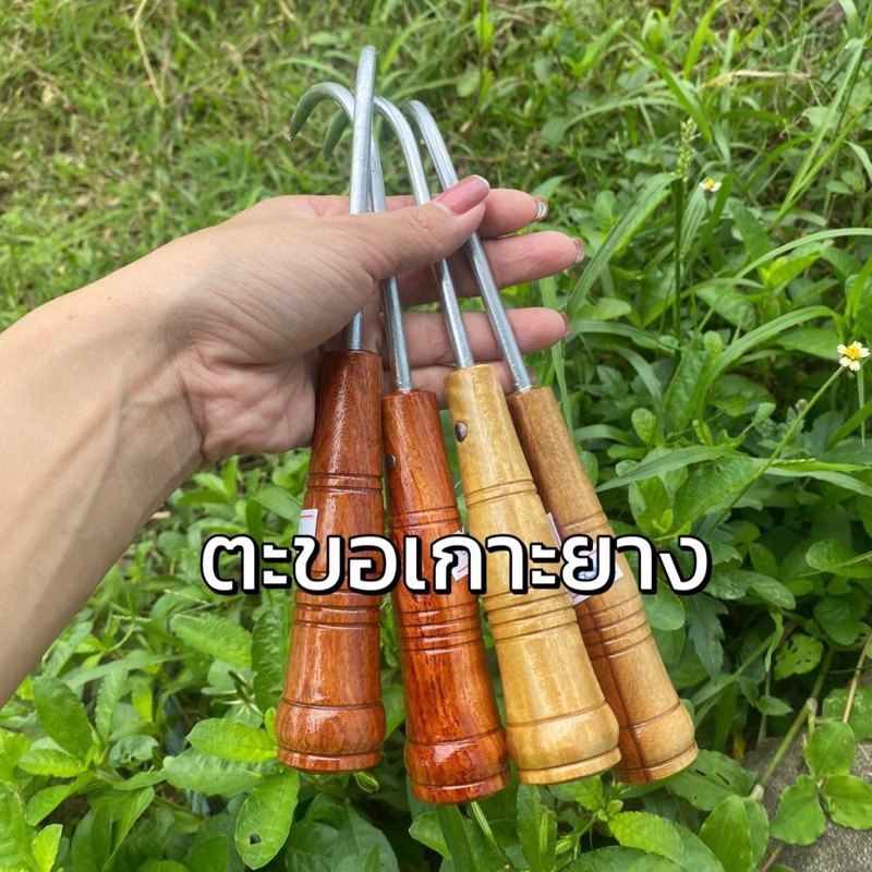 ตะขอเกาะยาง ตะขอเกาะก้อนยาง