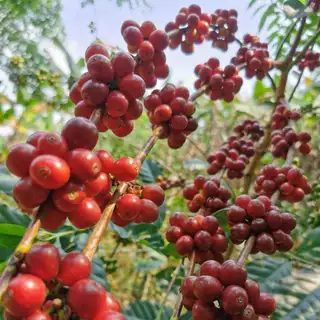 ต้นกาแฟเกอิชา เมล็ดกาแฟ เมล็ดพันธ์กาแฟ ต้นกล้ากาแฟ เกอิชา gecha geicha สายพันธ์แท้ 100% จาก มณีพฤกษ์