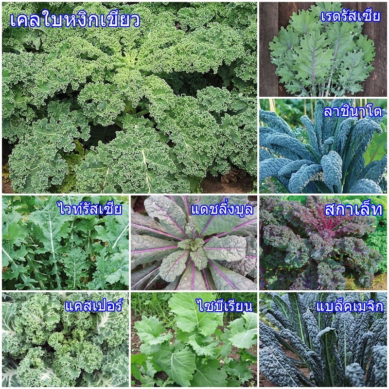 เมล็ดพันธุ์เคล บรรจุ 1 ออนซ์ 7000 เมล็ด OP Kale Seed ของแท้ คุณภาพดี มีหลายสายพันธุ์