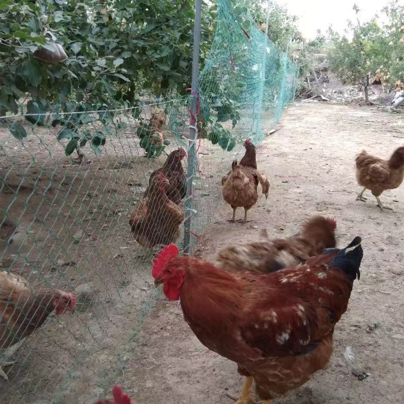 🐦อินทรีก็เกาขาดไม่ได้🦅Bird net ตาข่ายกันนกสีใส ตาข่ายกันนก ตาข่ายกันนกพิราบ 20M กันแดดทนสึกหรอ ทนแก่ลง ตาข่ายเล็ก
