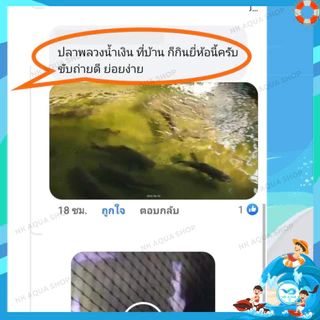 🧡ใหม่‼️อาหารปลาสวยงาม ปลาทอง ปลาคาร์ฟ บูสท์ (Boost 5in1) 5 คุณประโยชน์ ครบจบในถุงเดียว ขนาด 800 กรัม