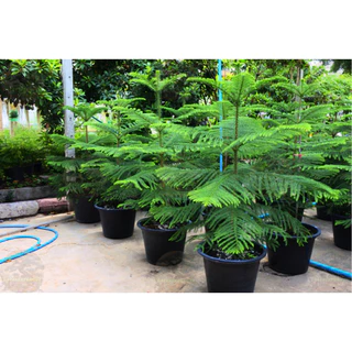 [พร้อมส่ง] ต้นสนฉัตร (Norfolk island pine) ขนาด 70-80cm (ราคาต่อ1ต้น)