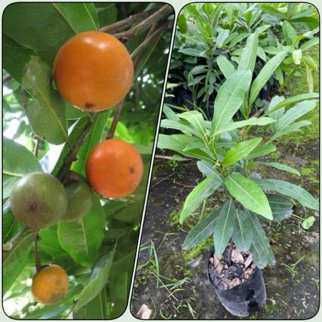 ต้นพลับไทย ต้นมะพลับ รสหวานอร่อย (สูง 30-50cm) รากแน่น พร้อมปลูก