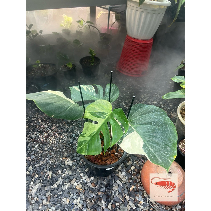 ก้านค้ำต้นไม้ ที่ค้ำต้นไม้ ก้านไฟเบอร์ ขนาด 4 มิล 5 มิล ยาว 50 ซม 60 ซม - รูปที่ 3