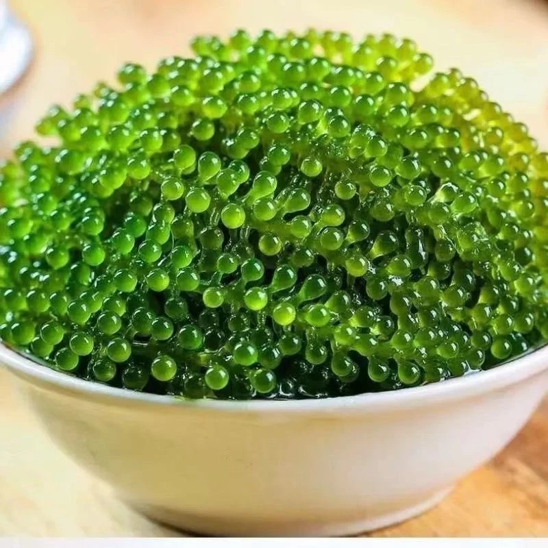 สาหร่ายพ่วงองุ่น เพียงแช่5-6นาที เคี้ยวกรุบกรอบ อร่อยทานเพลิน ของท่านเล่น100g藻寿司绿色鱼子酱 thumbnail 3