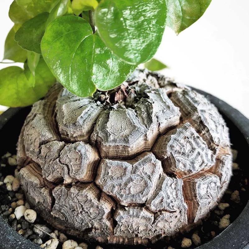 ต้นกระดองเต่า 🌿DIOSCOREA ELEPHANTIPES🌿