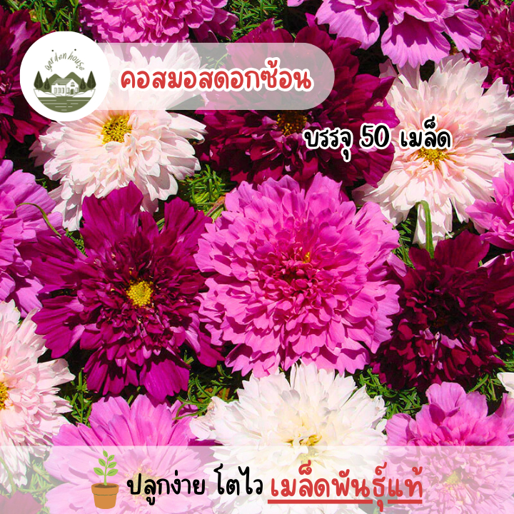เมล็ดดอกคอสมอสกลีบซ้อน 50 เมล็ด