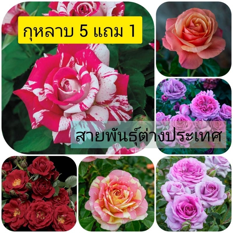 ซื้อ 5 แถม 1 กุหลาบ ต้นกุหลาบ กิ่งกุหลาบ (ส่ง 2 ต้นขึ้นไป) เลือกสายพันธุ์ได้ สายพันธุ์ต่างประเทศ ไม้ดอกไม้ประดับ