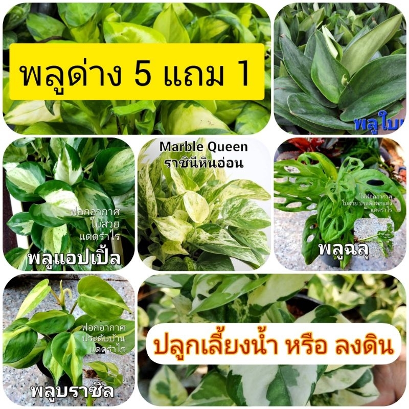 ซื้อ 5 แถม 1 พลูด่าง ไม้ใบด่าง เลี้ยงน้ำ ปลูกลงดิน ตัดกิ่งสด