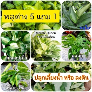 ซื้อ 5 แถม 1 พลูด่าง ไม้ใบด่าง เลี้ยงน้ำ ปลูกลงดิน ตัดกิ่งสด