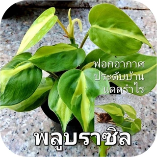 ซื้อ 5 แถม 1 พลูด่าง ไม้ใบด่าง เลี้ยงน้ำ ปลูกลงดิน ตัดกิ่งสด