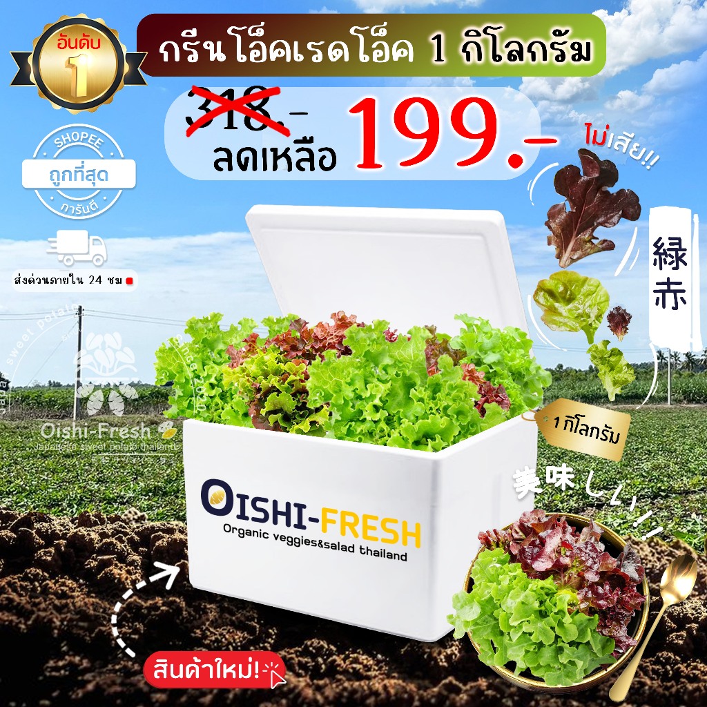 🛒Oishi-Fresh🥬ผักสลัดกรีนเรดโอ๊ค ปลอดสารพิษ 1 กก. รสชาติกรอบ สด ใหม่ ใยอาหารสูง หวานออร์แกนิค เคลมได้ 1-2 วัน