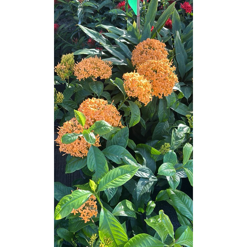เข็มส้ม Ixora spp.สีทองดอกใหญ่ใบใหญ่8-11นิ้วไมงมงคลทนแดด ทนฝน ออกดอกตลอดปี