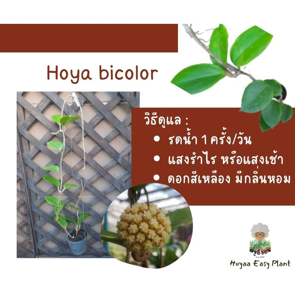Hoya ต้นไม้เลี้ยงง่าย (Hoya bicolor)