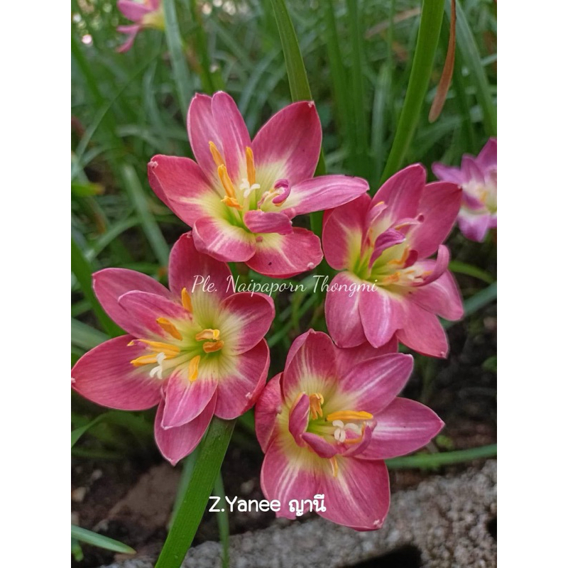 บัวดินสีชมพู  Z.Yanee ญานี กึ่งซ้อน  5หัว50บาท