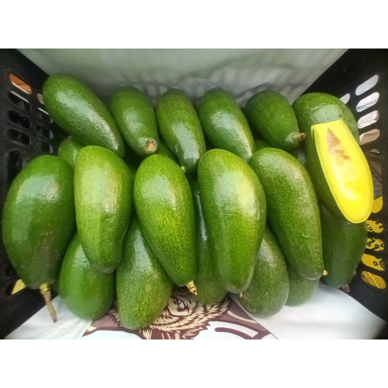 อโวคาโด2โล พันธุ์เวียดนาม034