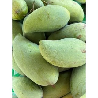 มะม่วงเขียวสามรส หรือมะม่วงกิมหงส์ ผลใหญ่ รสชาติอร่อย อร่อยส…
