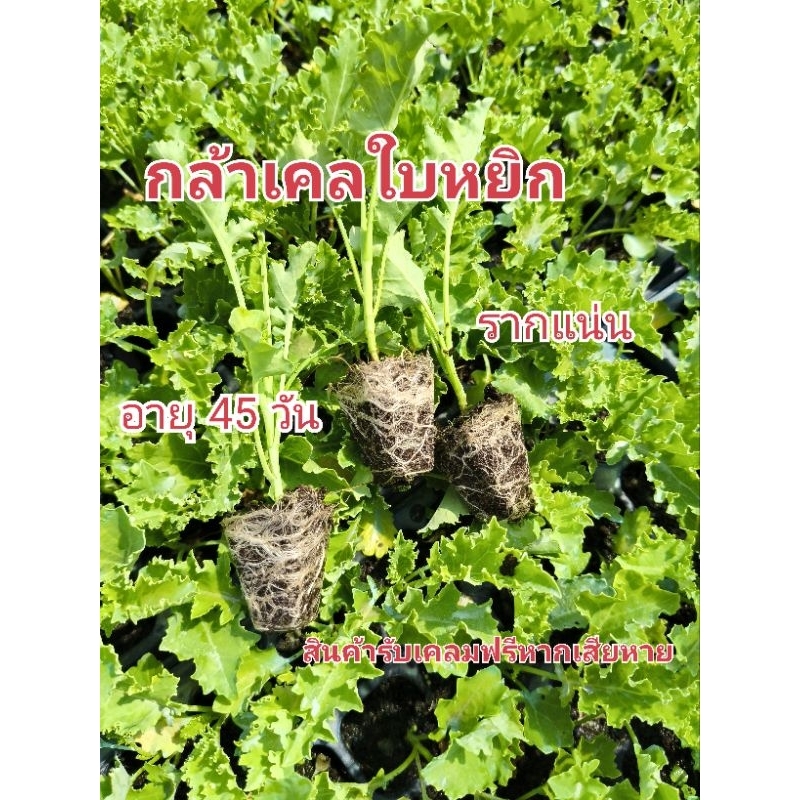 ต้นกล้าเคลใบหยิก 20 ต้น (105หลุม)พร้อมปลูก อายุ 45 วัน รากแน่น แข็งแรง ปลูกได้ทุกพื้นที่ ราคาถูก Shopee Lazada