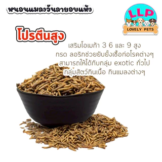 [LLP] หนอนนกอบแห้ง 100g 200g 500g ขนมสำหรับสัตว์เลี้ยงแฮมเตอร์ ชูก้าไรเดอร นก ปลา