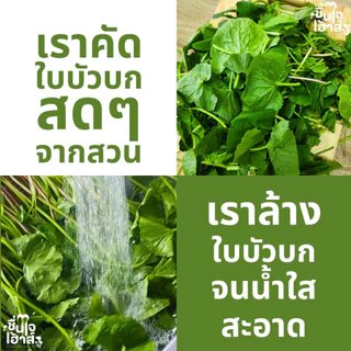 แพ็คคู่ขวดใหญ่ น้ำใบบัวบกสกัดเย็น & น้ำฟักทอง 1,000 ml. - By ชื่นใจเฮ้าส์