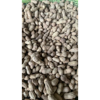 ถั่วลิสงสด ดิบ ใช้สำหรับต้มหรือปรุงอาหารส่งแบดิบมีดินคลุกนิดหน่อยเพื่อรักษาความชื้น