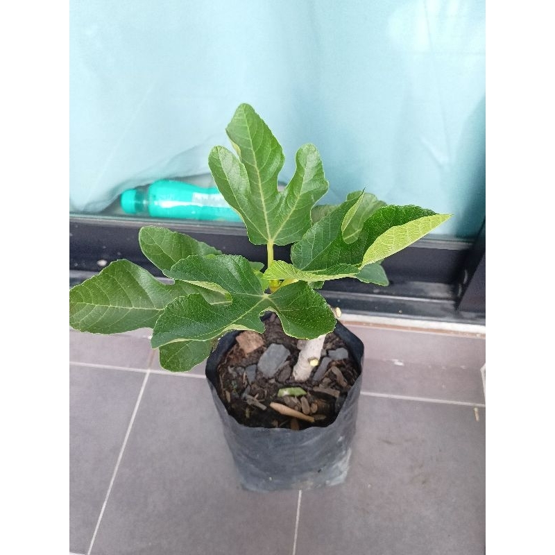 ต้นมะเดื่อฝรั่งสายพันธุ์ BNR revers