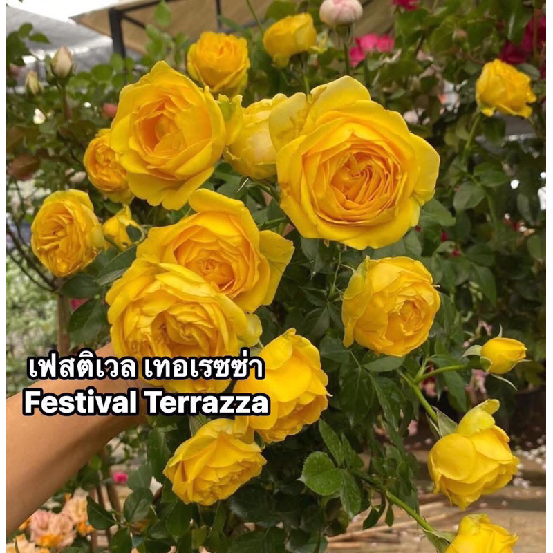 กุหลาบ-เฟสติเวล เทอเรซซ่า ”Festival Terrazza“  พุ่มเตึ้ย สีเหลือง เลี้ยงง่าย