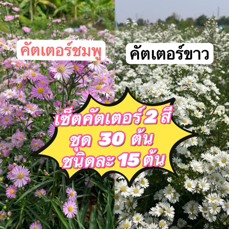 เซ็ตต้นกล้าคัตเตอร์ชมพู+ขาว ชุด 30 ต้น