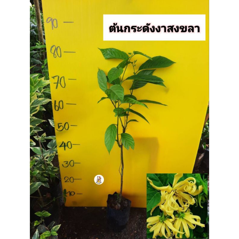 ต้นกระดังงาสงขลา กระดังงาสงขลา