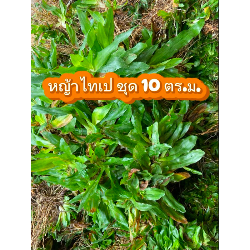 หญ้าไทเป ชุด 10 ตร.ม.(5kg) หญ้าสวยๆพร้อมขุดส่งทุกวันค่ะ📦🚛