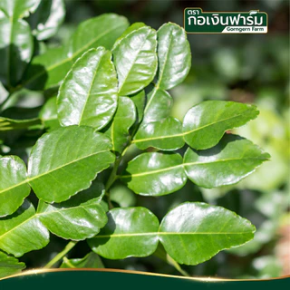 ใบมะกรูดแห้ง (DRIED KAFFIR LIME LEAF) ตรา กอเงินฟาร์ม บรรจุ 50 กรัม