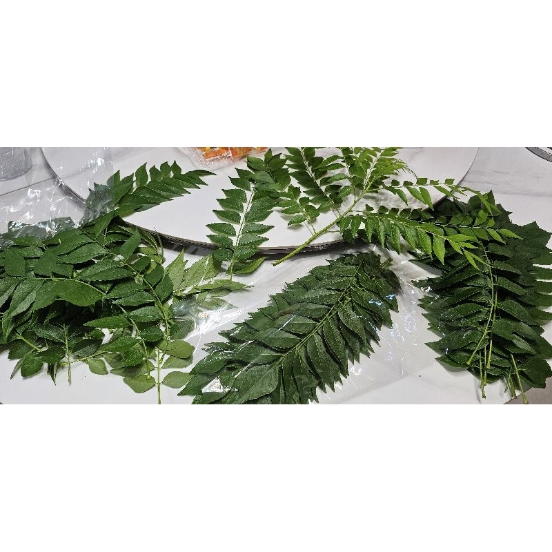 ใบกะหรี่ Curry leaves ใบหอมแขก ใบเก็บสด น้ำหนัก100กรัม