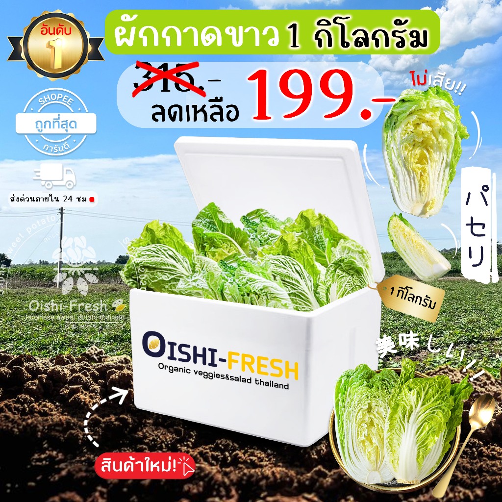 🛒Oishi-Fresh🥬ผักกาดขาวปลอดสารพิษ 1 กก. รสชาติกรอบ สด ใหม่ ใยอาหารสูง หวานออร์แกนิค เคลมได้ 1-2 วัน