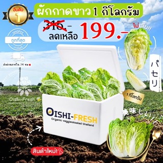 🛒Oishi-Fresh🥬ผักกาดขาวปลอดสารพิษ 1 กก. รสชาติกรอบ สด ใหม่ ใย…