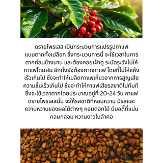เมล็ดกาแฟคั่วอ่อน ปางคาม Light Roast 200g | Pangkham Single Origin Coffee Beans | 93 Degrees