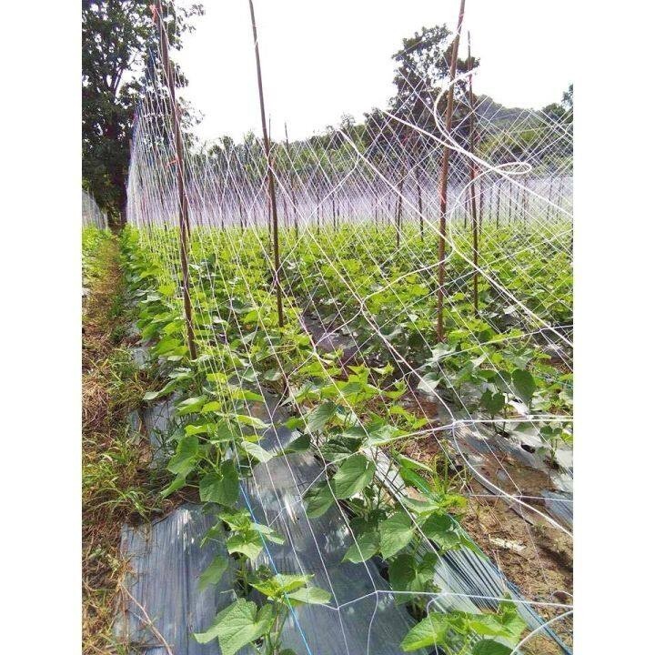 างปลูกผัก ค้างผัก 2*100m ตาข่ายปลูกผัก โครงไม้เลื้อย ค้างไม้เลื้อย ตะข่ายไนลอน ต้นไม้เลื้อย ตาข่ายปลูกแตง อวนแตง กวา - รูปที่ 3