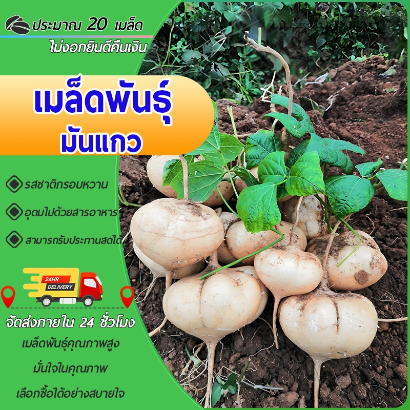 20เมล็ด เมล็ดพันธุ์มันแกว มันแกว Yam Bean มันแกว เมล็ดผักสวนครัว สะเภาแก้ว เมล็ดพันธุ์ผัก ทานสดได้
