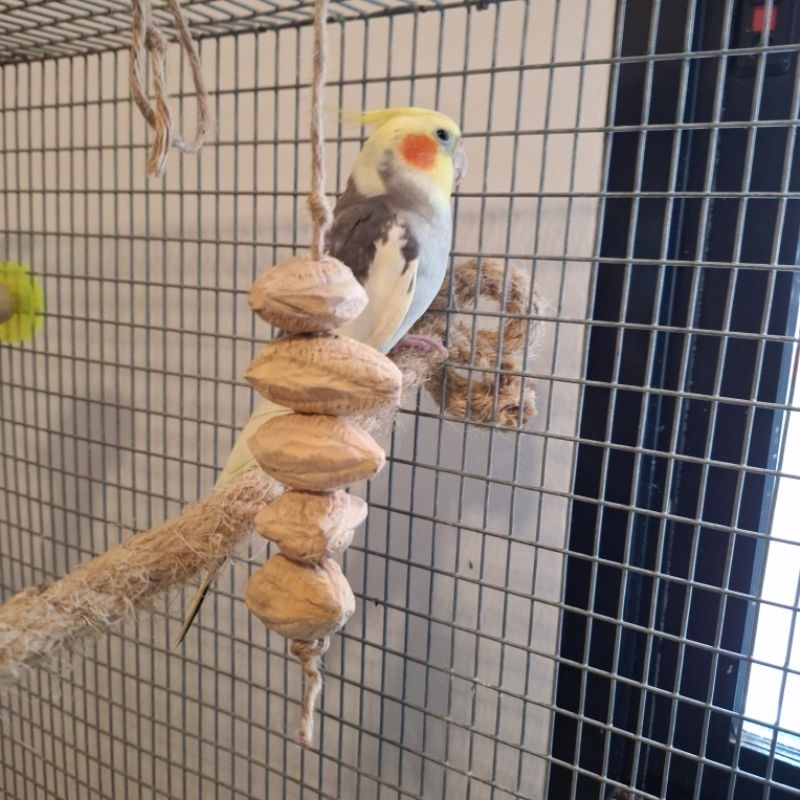 ของเล่นนก พวงลูกหูกวางแห้ง มีประโยชน์ ปลอดภัย แทะเล่นสนุก ลดอาการนกเสียงดัง - รูปที่ 3