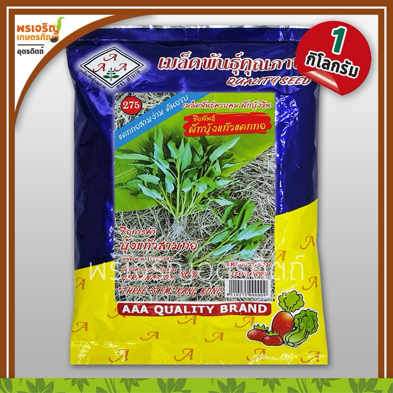 เมล็ดพันธุ์ผักบุ้ง ผักบุ้งแก้ว แตกกอ (1 กิโลกรัม) เมล็ดผักบุ้งแก้ว ผักบุ้งเย็นตาโฟ ต้นอวบ เมล็ดพันธุ์ผักสวนครัว ตราสามเอ