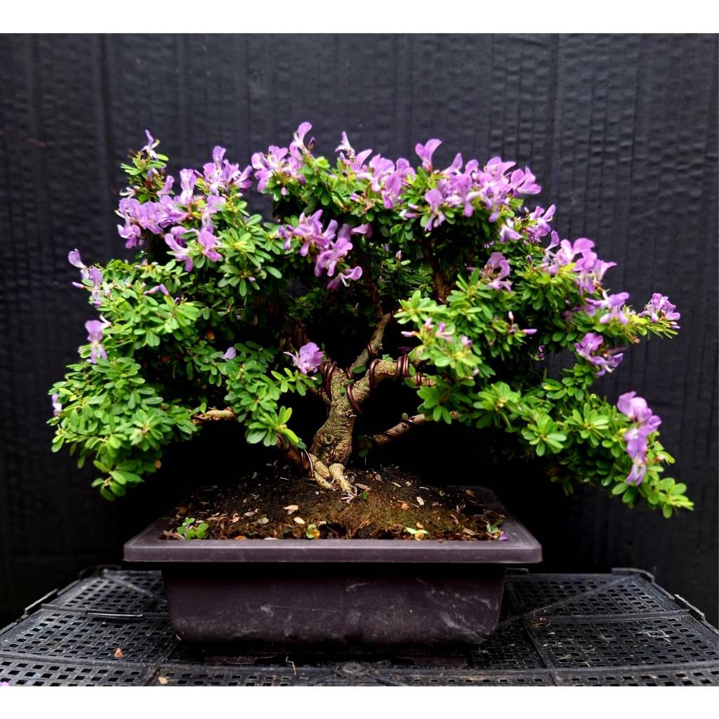 บอนไซต้นม่วงเจริญแคระ (หลินซาน) ไม้ทรงพุ่มสวย ดอกสีม่วงน่ารัก และอย่างอื่น - รูปที่ 2