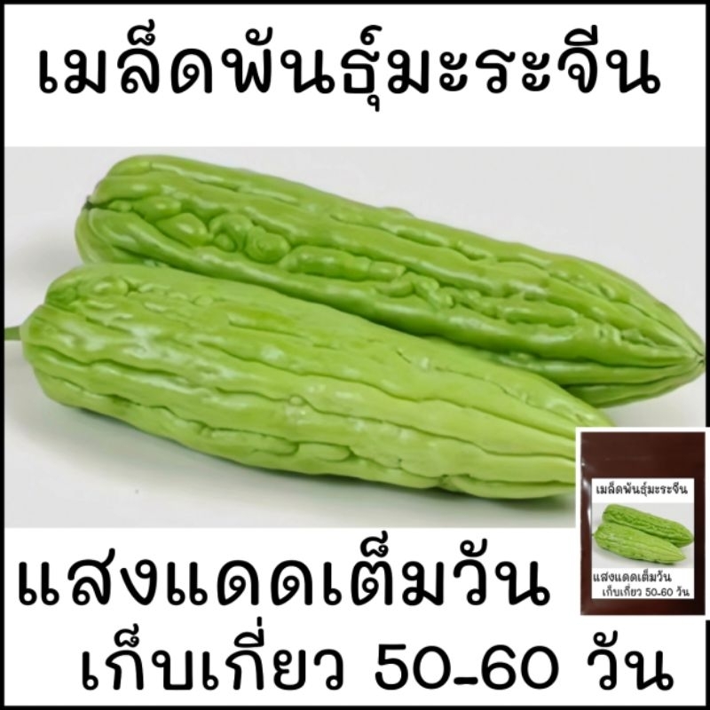 บรรจุ 10 เมล็ด เมล็ดพันธุ์มะระจีนลูกผสม