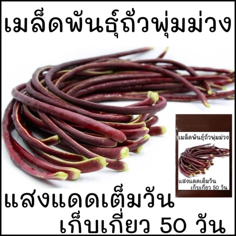 เมล็ดพันธุ์ ถั่วฝักยาวไร้ค้าง ถั่วพุ่ม สีม่วง 10เมล็ด