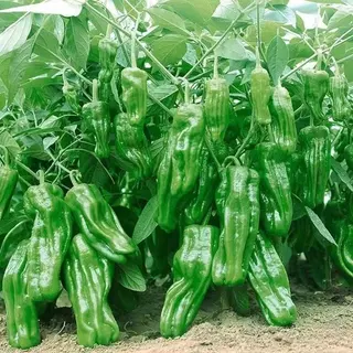 100 เมล็ด เมล็ดพันธุ์พริกหยวกญี่ปุ่น เมล็ดพริกหยวก เมล็ดพริกเปลือกบาง งอกง่าย โตไว ผลดกมาก
